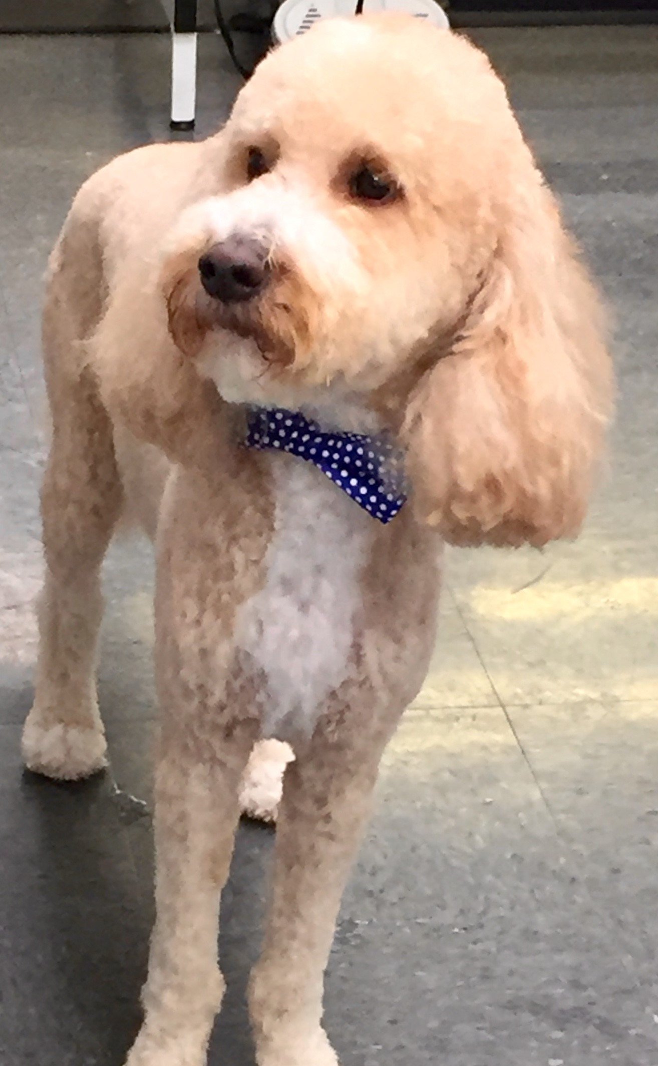 Dog Grooming Lexington, KY Happy Hounds Grooming LLC