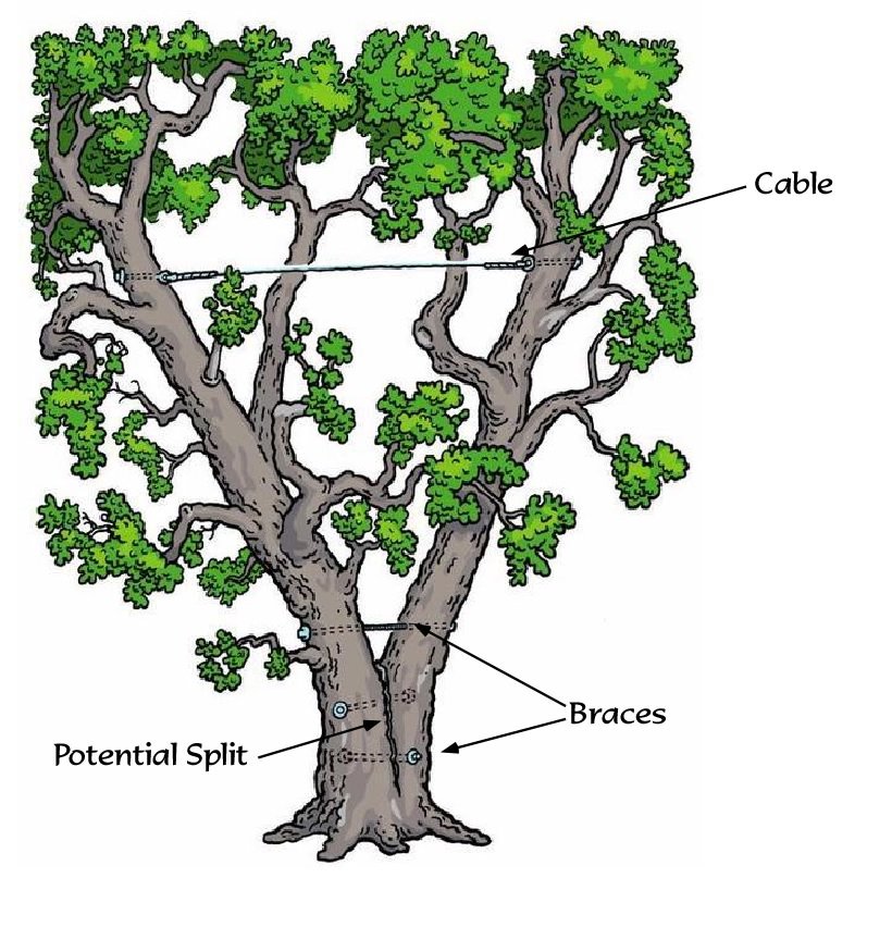 Cabling Walker's Tree Service
