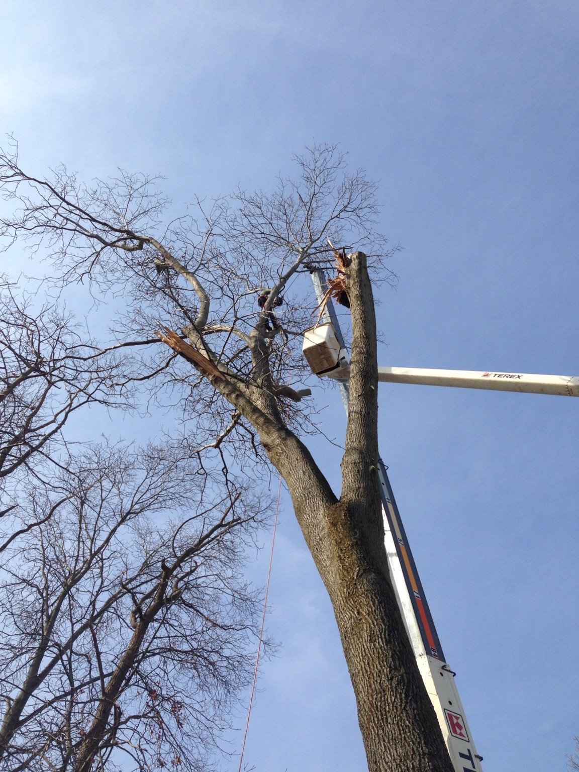 Elwood tree nj pruning