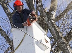 tree cutting service delaware