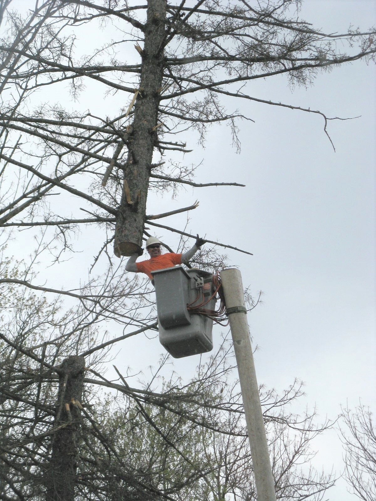 Tree Removal & Trimming Mansfield, OH Mid Ohio Tree Service