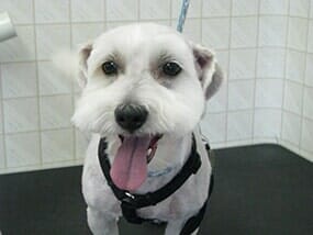 Dog Cat Grooming Spokane Wa Dee S Dog Grooming