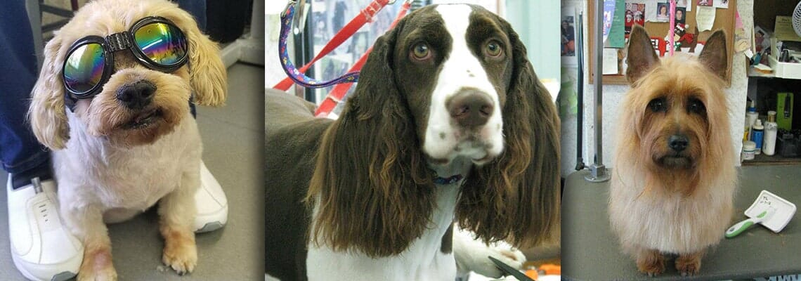 Dee's Dog Grooming, LLC