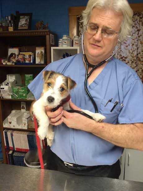 what is the best kind of cat litter