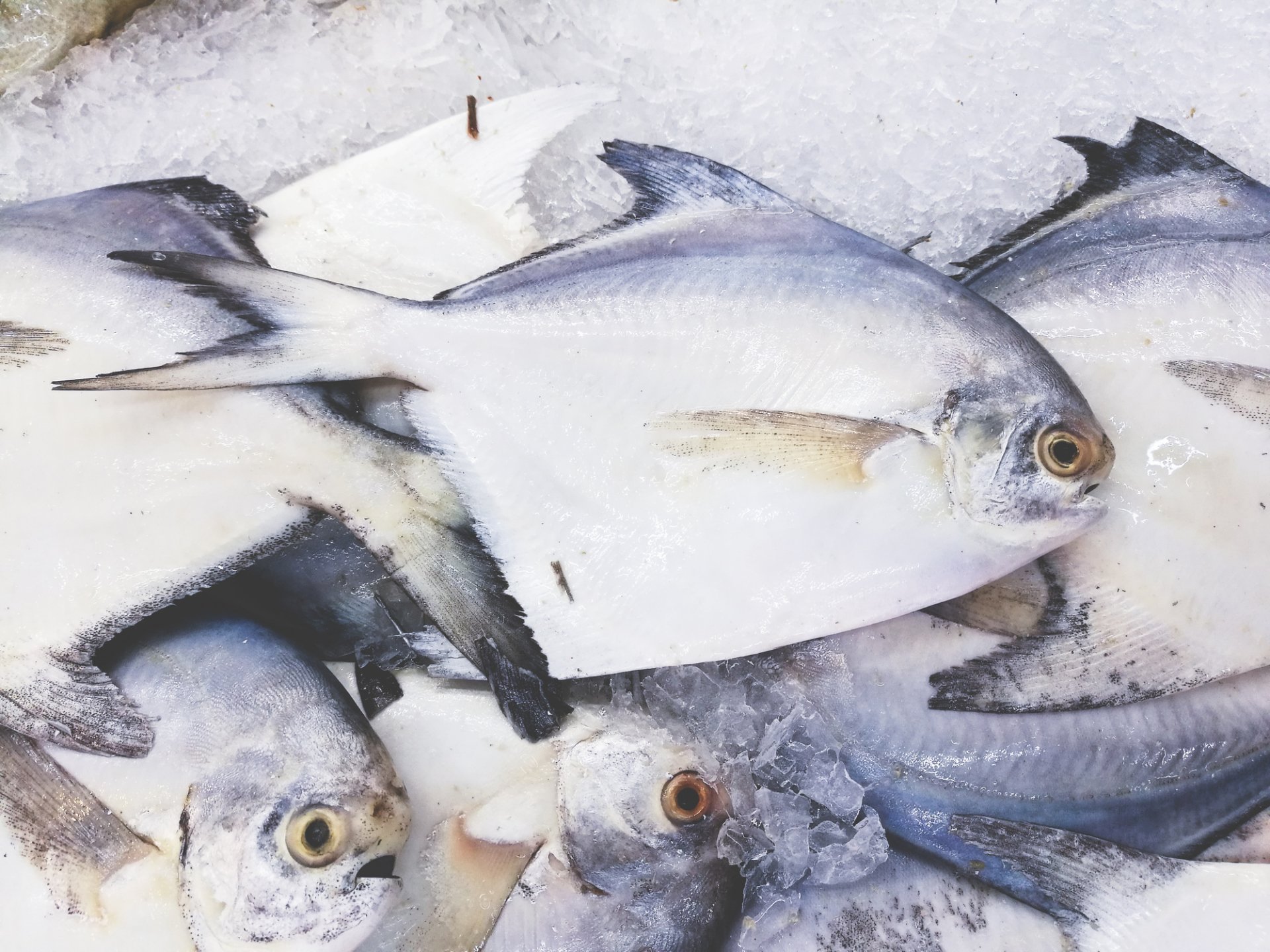 Fish Market Danvers,MA Cherry Street Fish Market