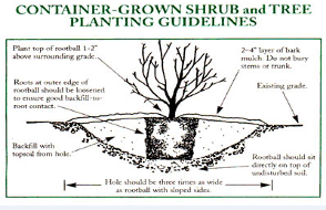 Tree-Pruning-Tree-Fertilization