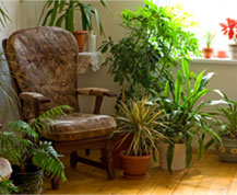 interior plantscape