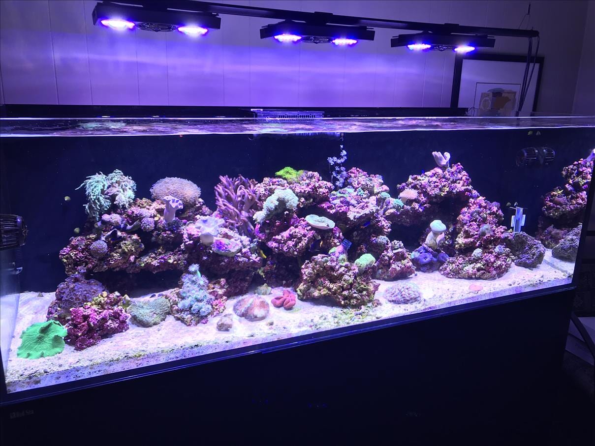 Coral Aquarium Inserts Palm Desert, CA Zen Aquatics