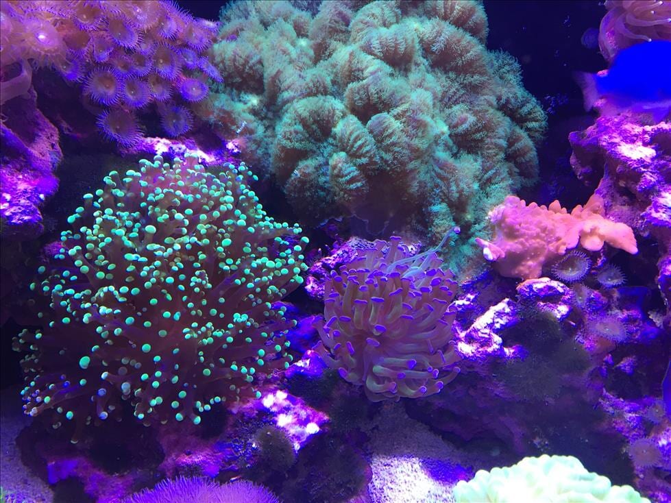 Coral Aquarium Inserts Palm Desert, CA Zen Aquatics