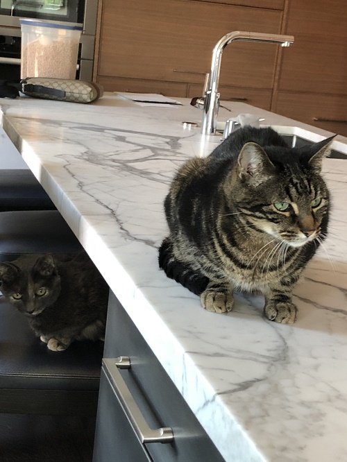 Pet Sitter Boston, MA Boston Pet Sitters