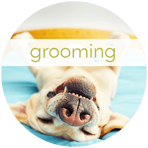 Best Dog Grooming Racine Wi Best Dog Grooming Racine Wi
