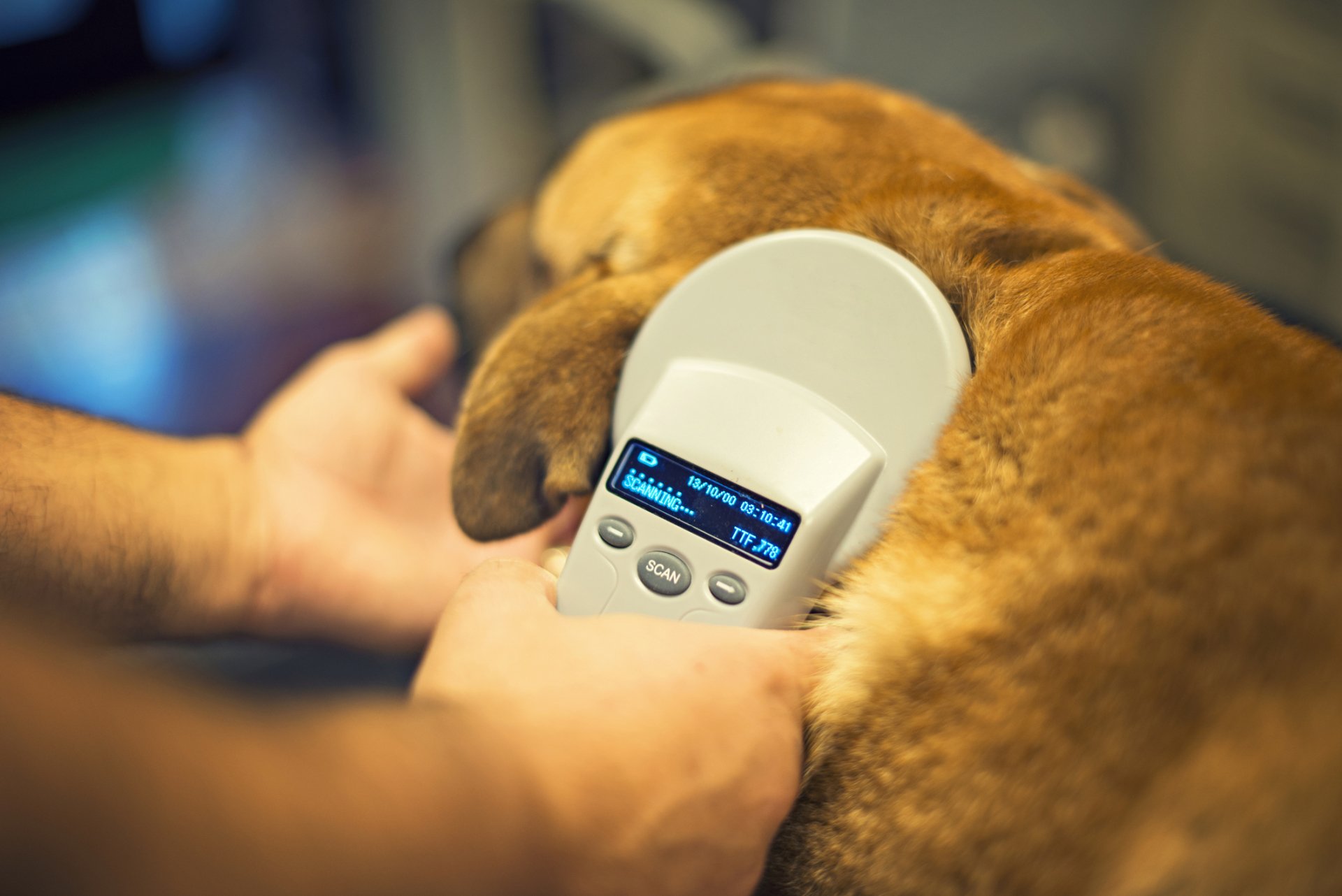 Microchipping | Gahanna, OH | Animal Care Center at Cherryway