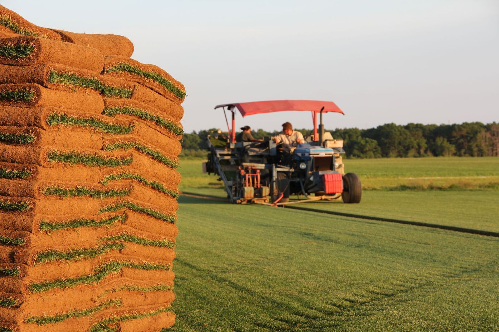 Fresh Sod Wading River, NY Greenlawn Sod Farms