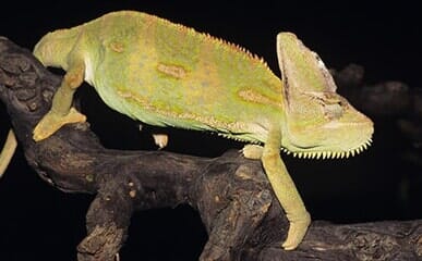 reptile specialists near me