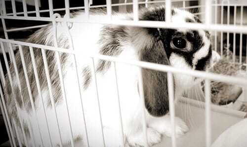 emergency rabbit vet near me