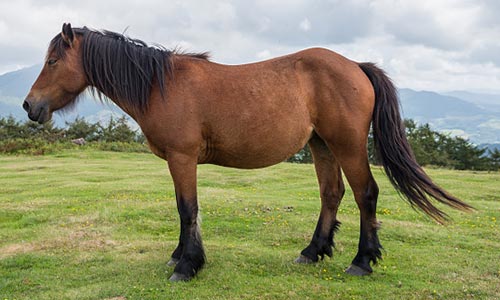 Horse Supply | San Bernardino, California | All Pet Feed ...