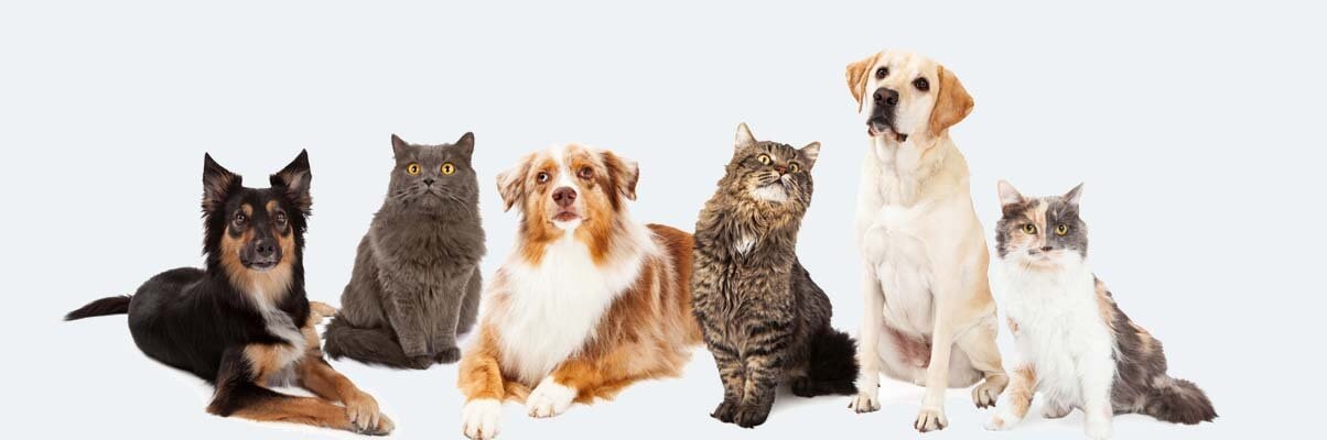 Animal Dentistry | Charleston, WV | Pocatalico Animal Hospital Animal Dentistry | Charleston, WV | Pocatalico Animal Hospital