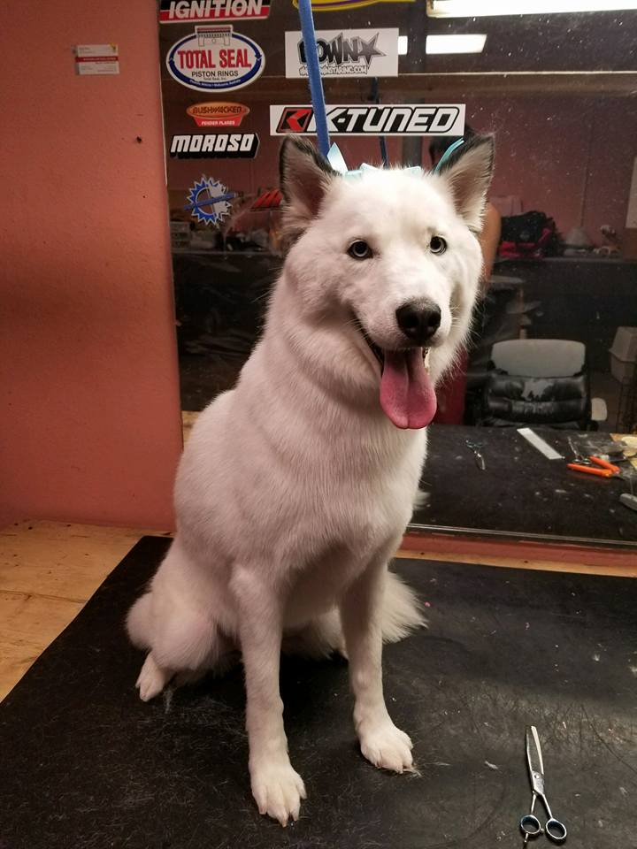 Dog Groomer El Paso, TX Dog’s Day Out