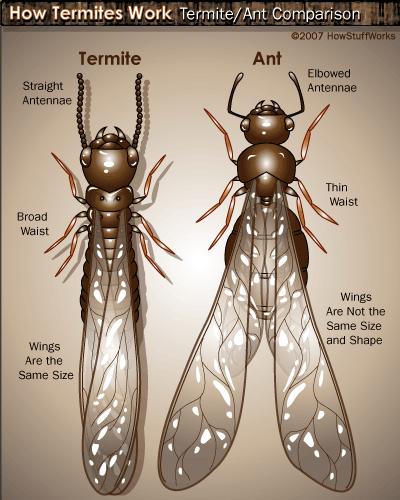 Termite vs. Ant
