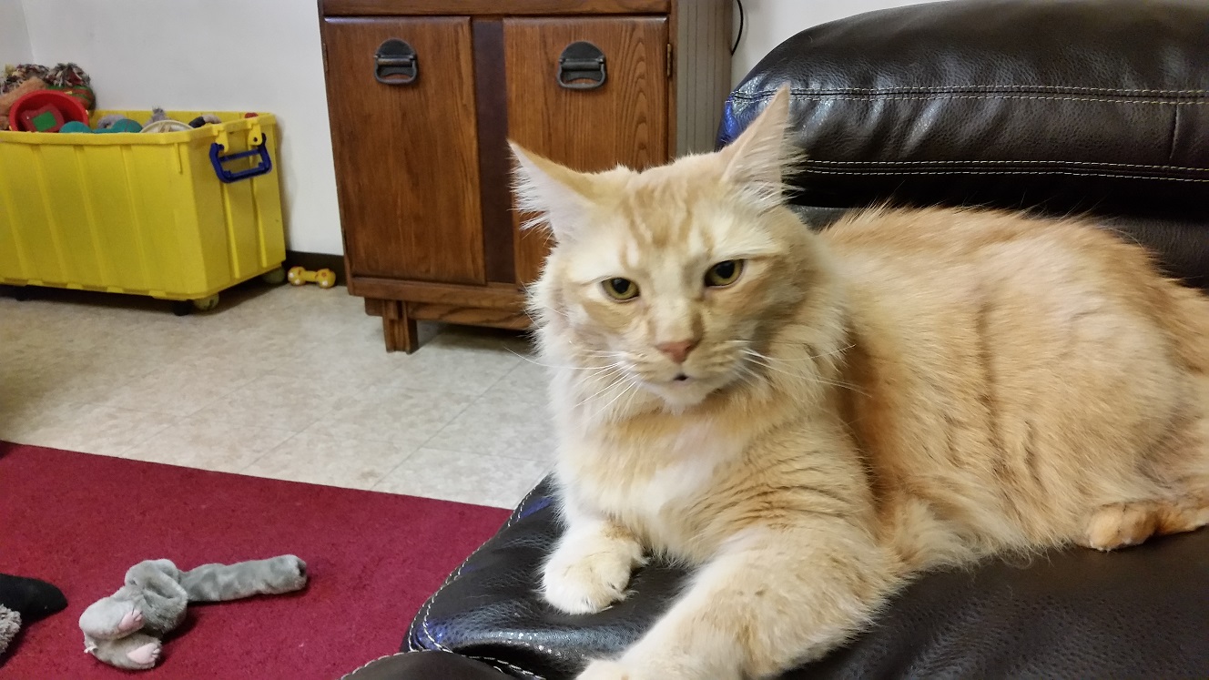 Premier Pet Boarding Grantville, PA Kind Hearted Pet Resort