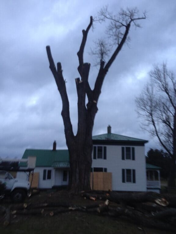 Tree Removal Waddington, NY Putney Tree Service