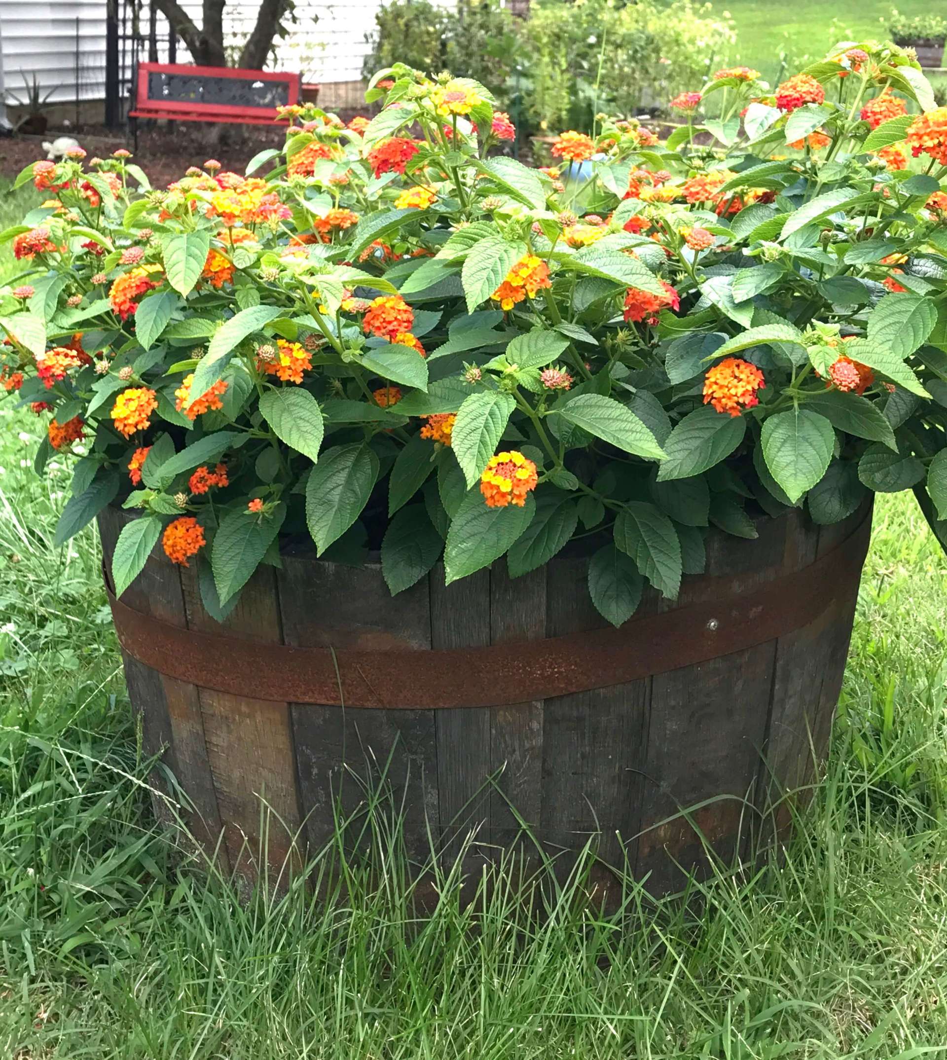 Barrels for Trees and Shrubs Capitol Heights, MD James T. Warring