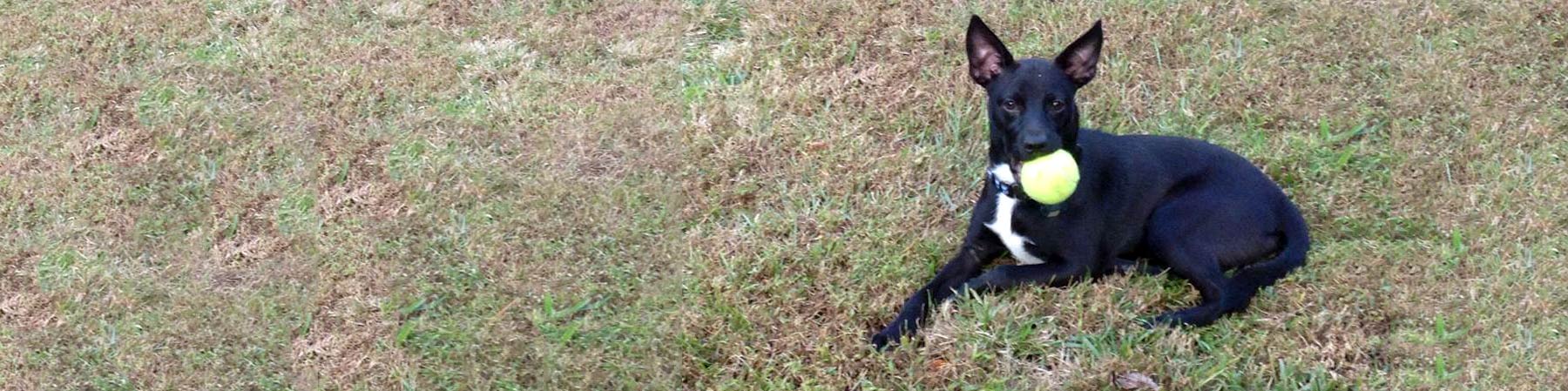 Dog Boarding Services in Goldsboro, NC