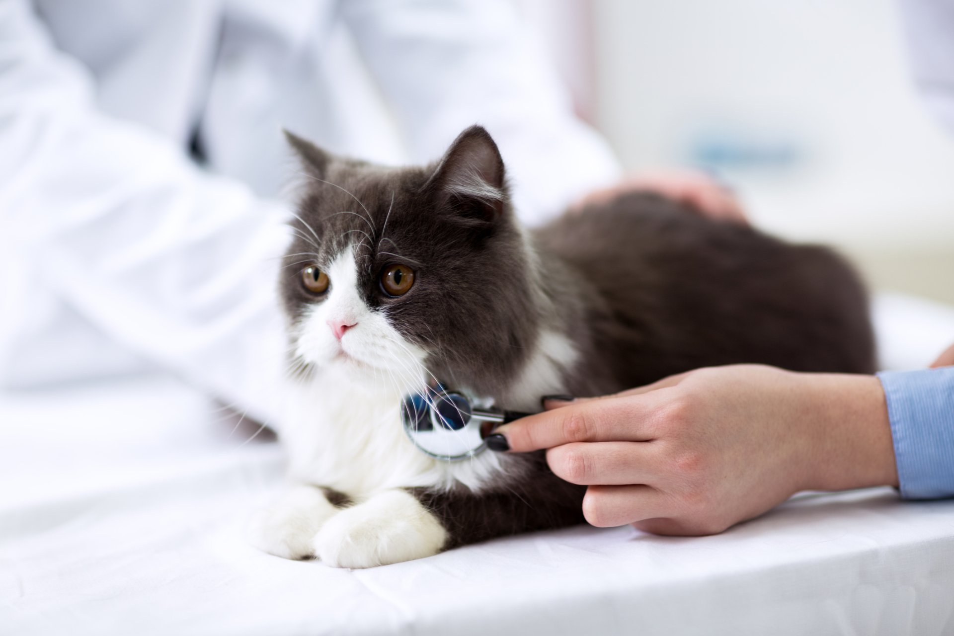 Raccoon Valley Animal Hospital Services
