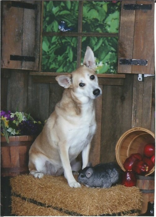 Raccoon Valley Animal Hospital Services