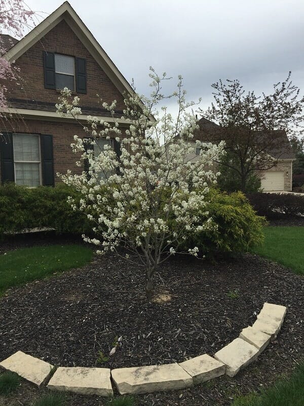 Plant Gallery Lebanon, OH Cardinal Landscaping