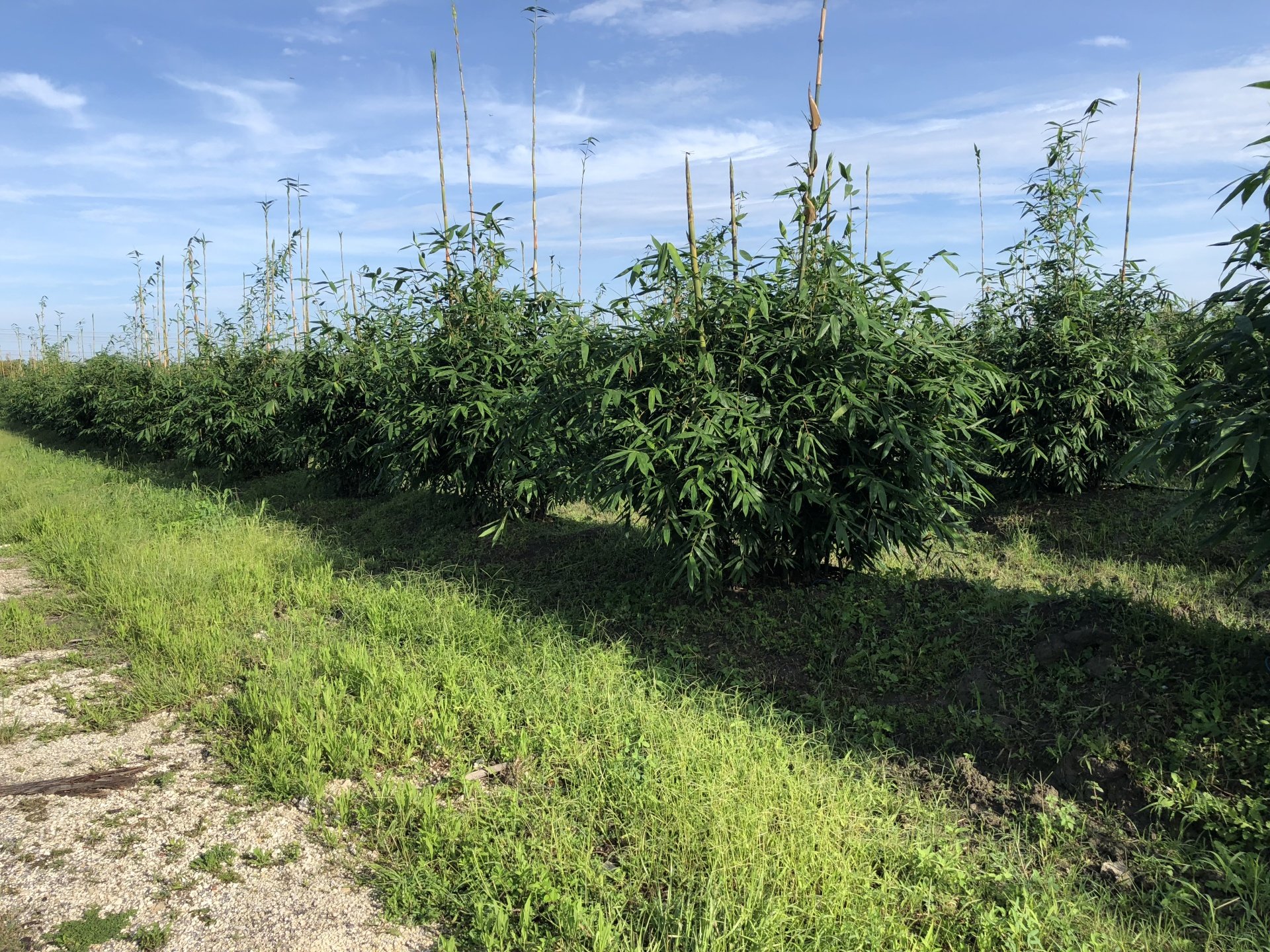 Bamboo Tree Nursery Near Palmetto Bay, FL