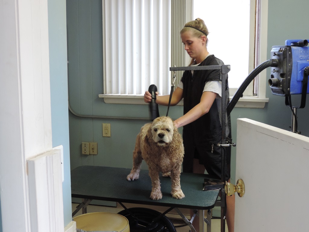 Groomers Cortland, OH JoKar's Grooming