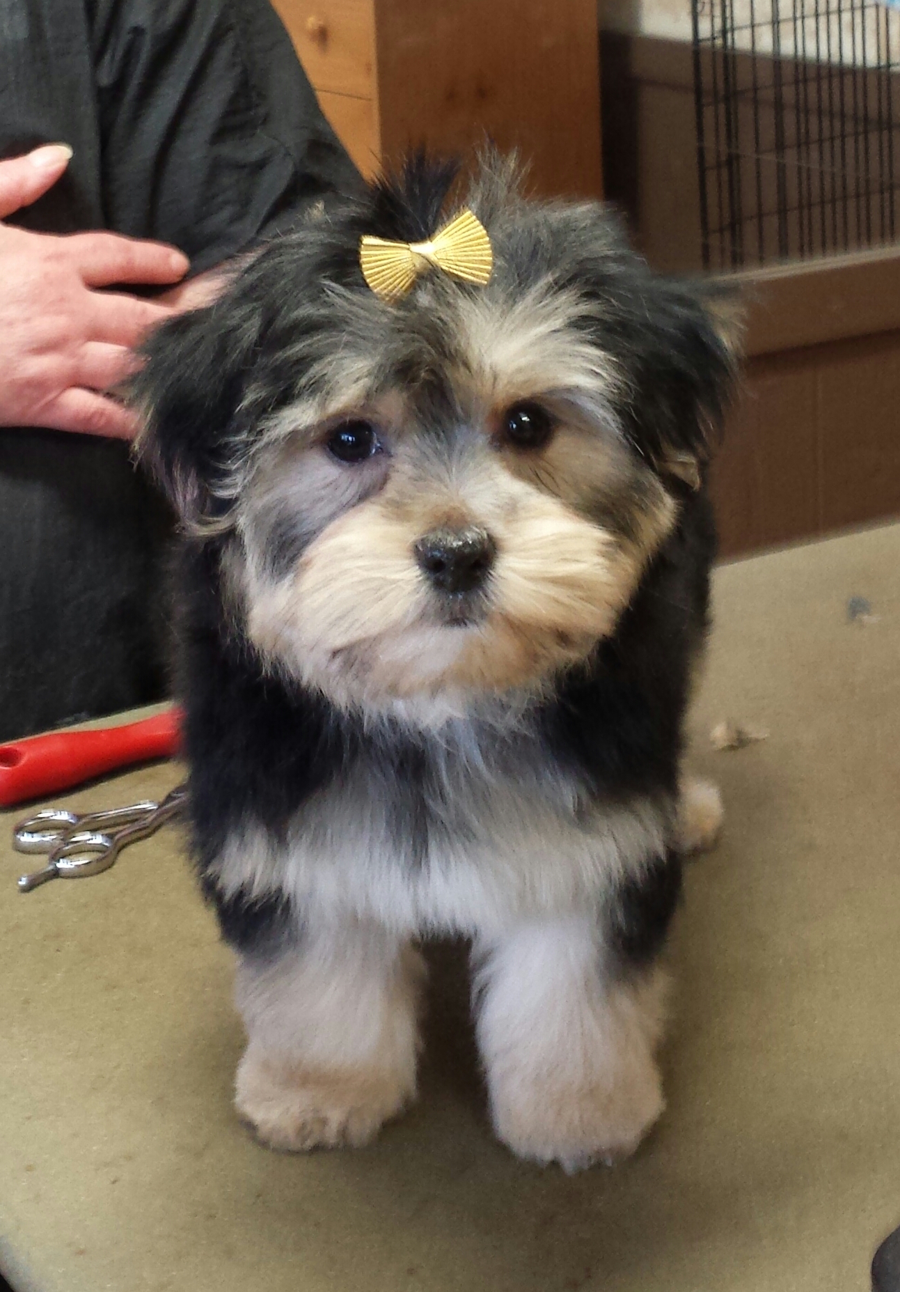 Dog Groomers Cortland, OH JoKar's Grooming