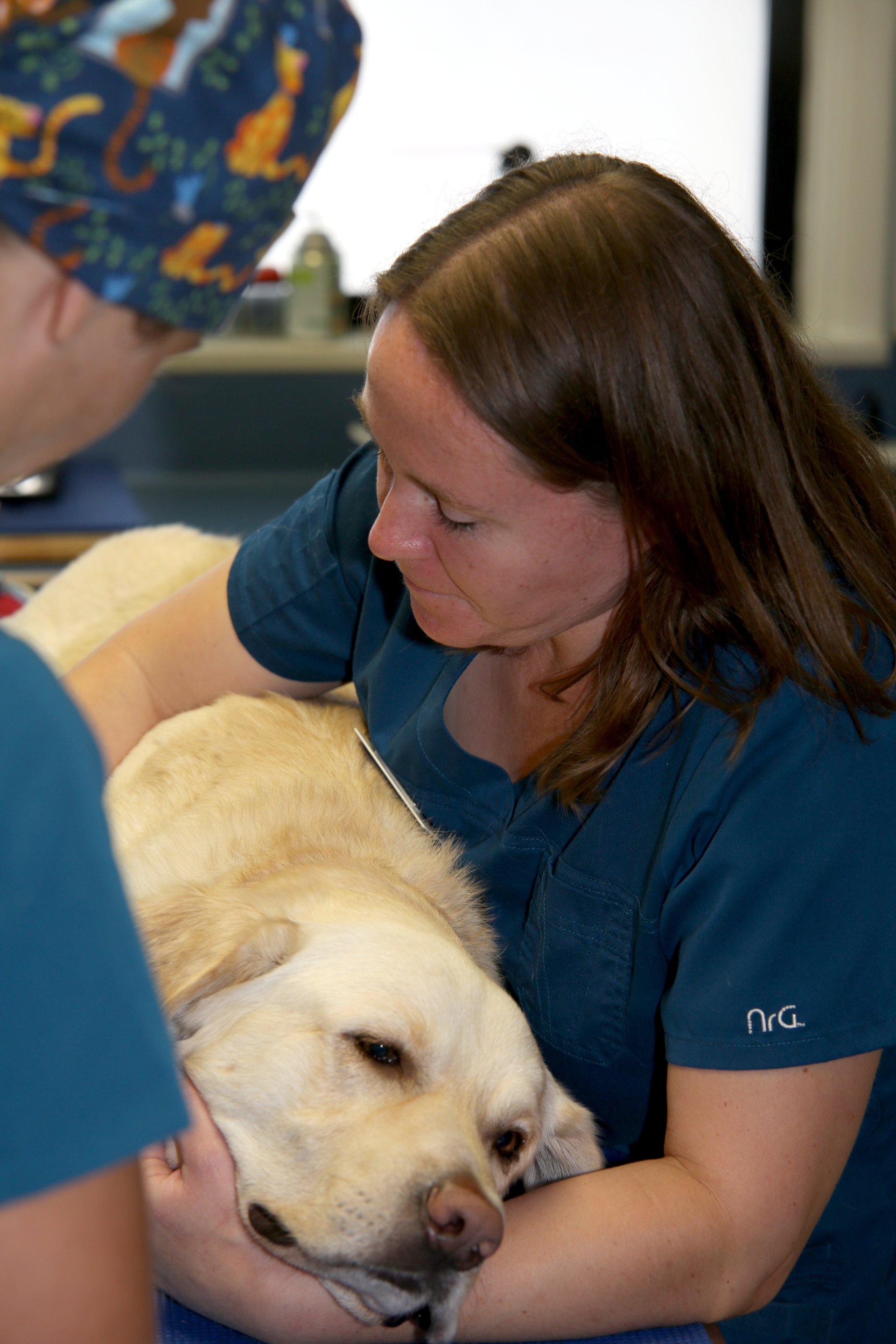 The Vet Who Comes To You Mobile Vet Chattanooga Your Pets Personal Butler - 3nd4689