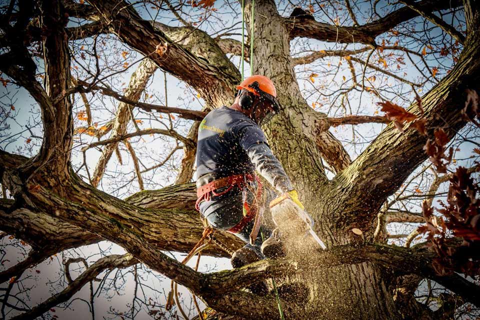 Tree Care Pittsburgh, PA Lumberjack Tree Care Inc.