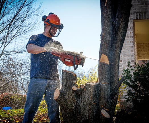 Stump Grinding Pittsburgh, PA Lumberjack Tree Care Inc.