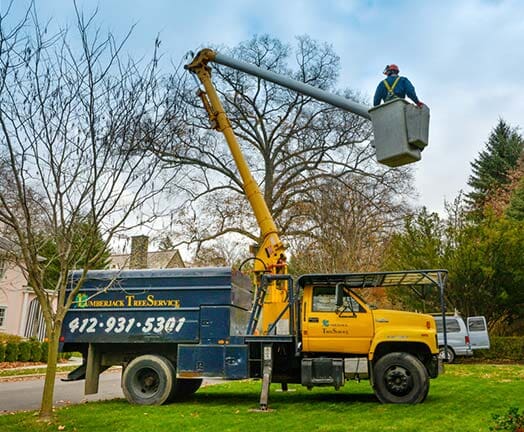 Stump Grinding Pittsburgh, PA Lumberjack Tree Care Inc.