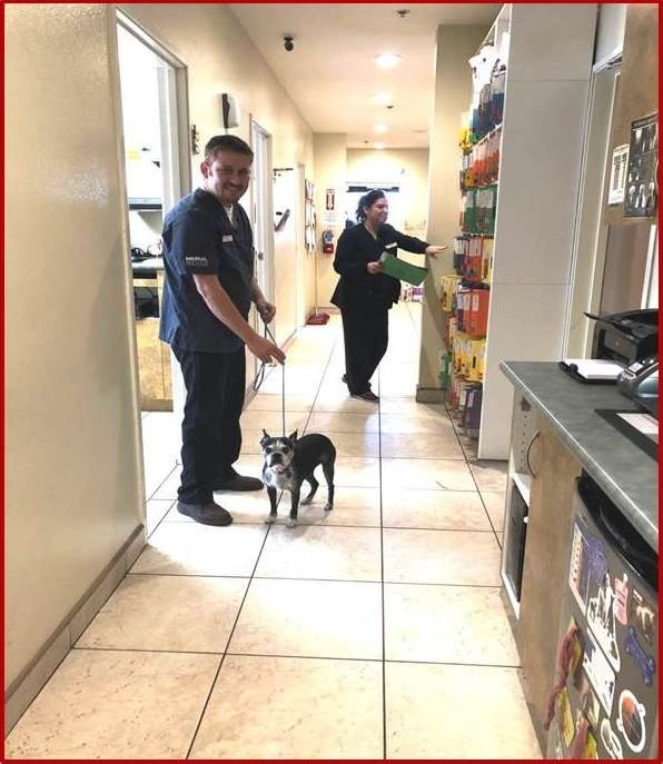 inexpensive animal hospital