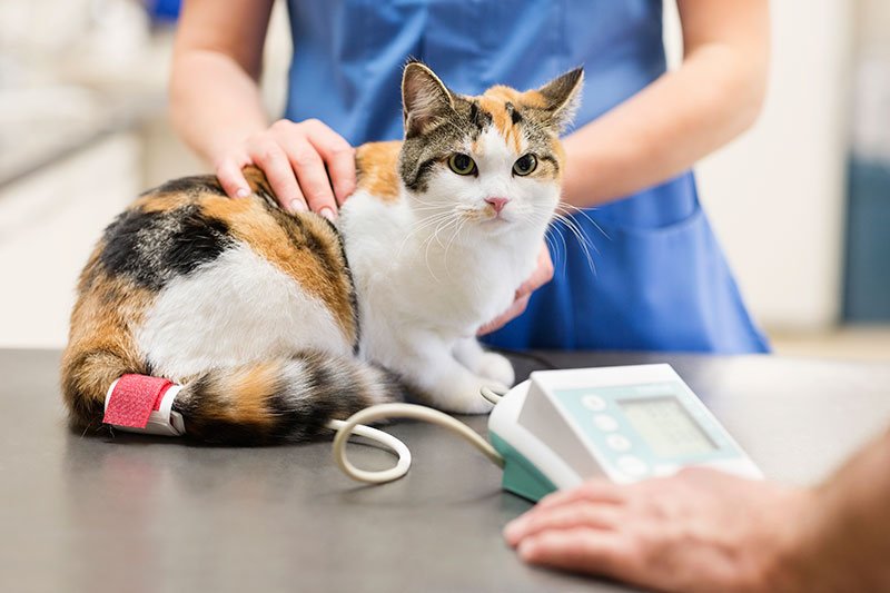 Pet CheckUps What Should You Expect?