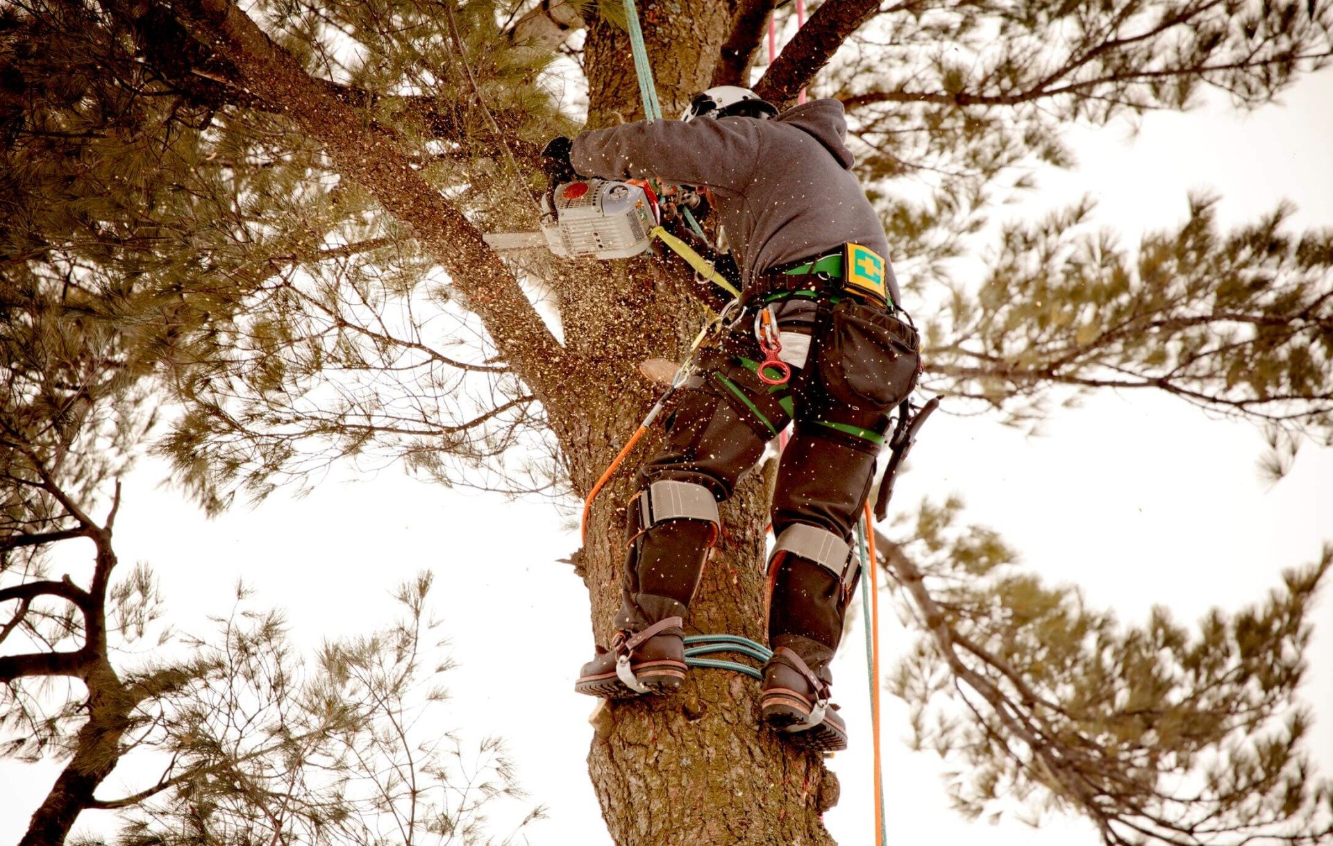 tree removal laws in pennsylvania