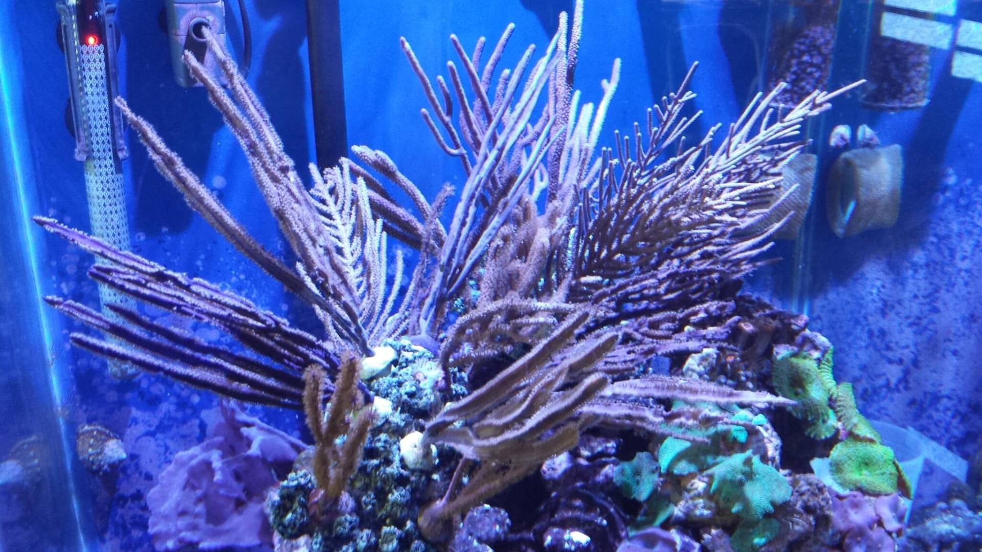 Aquatic Life Highlands Ranch, CO Neptune's Tropical Fish