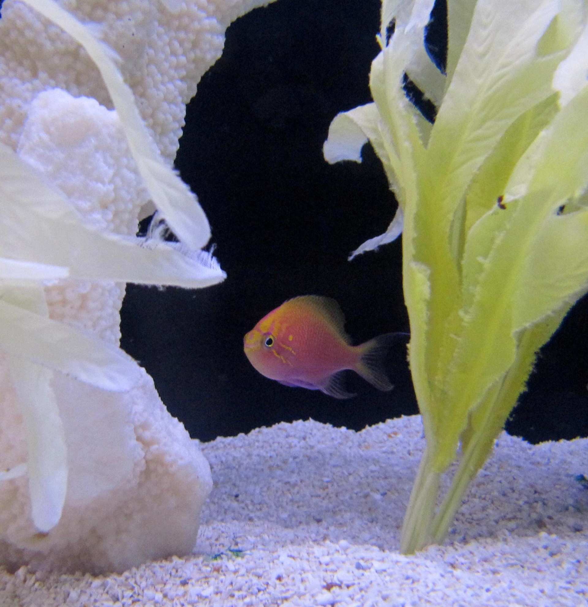 Aquatic Life Highlands Ranch, CO Neptune's Tropical Fish
