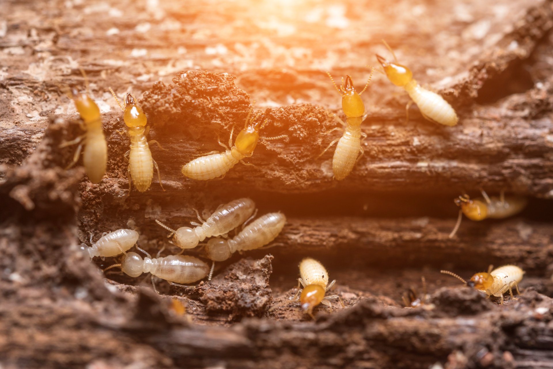 Termite Exterminator in Miami, FL EconoWay Exterminating