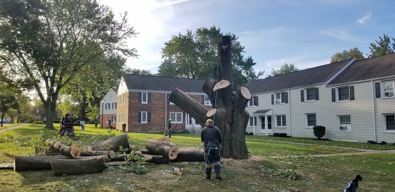 My tree man tree service tree removal reviews