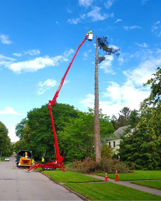 Certified Arborist Rochester, NY Flower City Tree