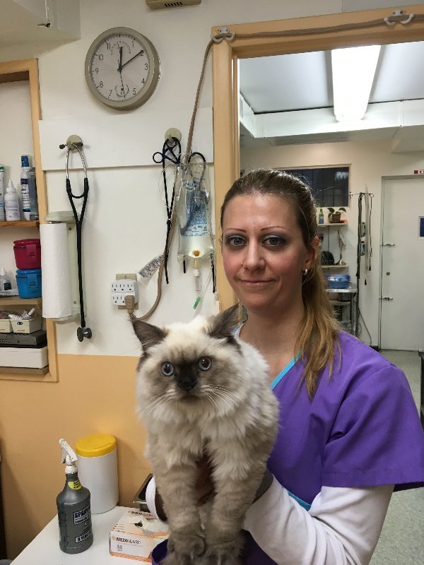 Staff Veterinarian Animal Hospital, Midtown Animal Hospital, New York