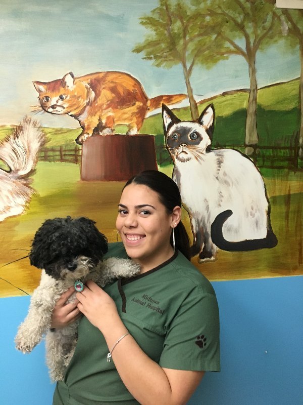 Staff Veterinarian Animal Hospital, Midtown Animal Hospital, New York