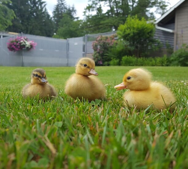 Pet Boarding Roy, WA McKenna Kennels Pet Resort