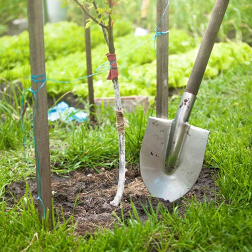 Tree Planting City, FL Bay City Tree Service, Inc.