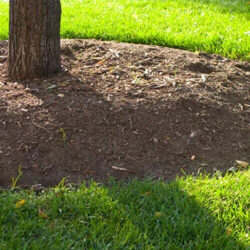 Tree Planting City, FL Bay City Tree Service, Inc.